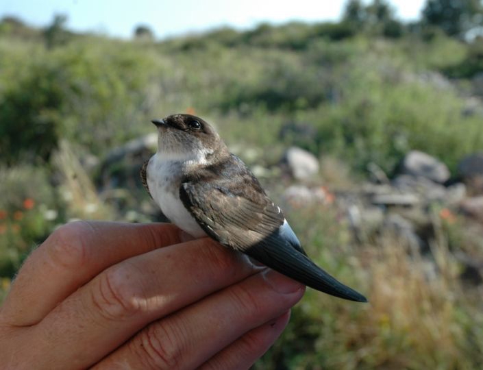 Common House Martins, Sundre